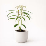 PLANT NOOK White Tropical Milkweed (Asclepias curassavica) Live Plant Starter Plug 2-Pack | White Flower Clusters for Butterfly Gardens, Monarch Host Plant