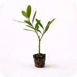 PLANT NOOK Yerba Mate Plant (Ilex paraguariensis) Live Starter | Caffeinated Tea Leaf Holly, Evergreen Shrub or Small Tree | Container Friendly, Full Sun to Partial Shade | Warm Climate Plant