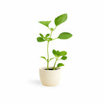 PLANT NOOK Spreading Sunset Lantana (Lantana Camara) Live Plant Starter | Sunset Orange-Red Blooms, Spreading Groundcover | Spills from Hanging Baskets & Pots | Full Sun, Heat & Drought Tolerant