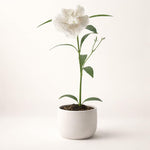 PLANT NOOK Ruellia White (Mexican Petunia) Live Plant Starter Plug 2-Pack | Crisp White Blooms, Easy Care Perennial | Full Sun to Part Shade | Heat Tolerant Border or Container Plant