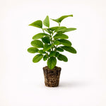 PLANT NOOK Yellow Mandevilla Vine (Mandevilla spp.) Live Plant Starter | Bright Yellow Trumpet Flowers | Fast Climbing Trellis Vine for Patio Pots | Full Sun to Partial Shade, Warm-Climate Plant