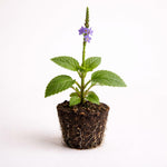 PLANT NOOK Blue Porterweed Stachytarpheta Live Plant Starter Plug 2-Pack | Blue Flower Spikes | Butterfly and Hummingbird Plant for Full Sun Pollinator Gardens