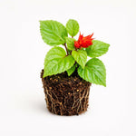 PLANT NOOK Salvia Faye Chapell Live Plant Starter Plug 2-Pack | Tall Red Salvia Flower Spikes | Tropical Summer Bloomer for Pots Borders Full Sun Gardens