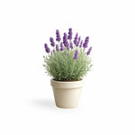 PLANT NOOK Lavender 'Provence' Live Plant Starter Plug 2-Pack | Violet Blue Fragrant Flowering Herb for Hedges, Borders & Containers | Cold Hardy, Drought Tolerant, Full Sun Perennial