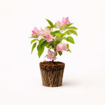 PLANT NOOK Bougainvillea 'Thai Delight' Live Plant Starter Plug 2-Pack | Pink Magenta Flowering Climbing Vine for Trellis, Balcony & Garden | Drought Tolerant, Full Sun Tropical Plant