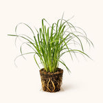PLANT NOOK Lemongrass Live Plant Starter Plug 2-Pack | Cymbopogon citratus Culinary Herb | Citrus Fragrance for Tea and Cooking | Full Sun Tropical Herb
