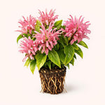 PLANT NOOK Jacobina Pink Live Plant Starter Plug 2-Pack | Justicia carnea Brazilian Plume Flower | Pink Tropical Blooms | Part Shade Flowering Shrub for Pots
