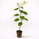 PLANT NOOK Bougainvillea 'Ms Alice White' Live Plant Starter Plug 2-Pack | Pure White Flowering Climbing Vine for Trellis, Patio & Garden | Drought Tolerant, Full Sun Tropical Plant
