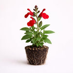 PLANT NOOK Salvia greggii Red Live Plant Starter Plug 2-Pack | Bright Red Autumn Sage Blooms | Drought Tolerant Pollinator Plant for Full Sun Borders and Pots