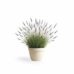 PLANT NOOK Lavender 'Phenomenal' Live Plant Starter Plug 2-Pack | Fragrant Purple Flowering Herb for Hedges, Gardens & Containers | Cold Hardy, Heat Tolerant, Drought Resistant