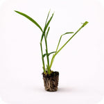 PLANT NOOK Culinary Ginger Roots (Zingiber officinale) Plantable Rhizomes | Grow Fresh Ginger at Home | Container Friendly, Warm Climate Herb | Outdoor or Indoor Starter