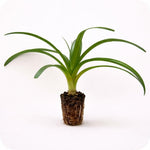 PLANT NOOK Sugarloaf Pineapple (Ananas comosus) Live Plant Starter | White Flesh Variety with Edible Core | Smooth Leaves, Container Friendly | Full Sun Tropical Fruit Plant