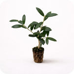 Plant Nook Arbequina Live Olive Tree (Olea europaea Arbequina) Live Plant Starter Plug 2-Pack | Self-Fertile Olive Variety for Curing or Oil, Silvery Evergreen Foliage | Patio Pot
