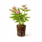 PLANT NOOK Pink Tropical Milkweed (Asclepias curassavica) Live Plant Starter Plug 2-Pack | Soft Pink Blooms Monarch Host Plant | Pollinator Flower | Full Sun
