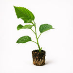 PLANT NOOK Tropical Hibiscus Fort Myers Yellow Live Plant | Hibiscus rosa-sinensis | Bright Yellow 67