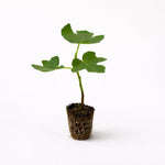 PLANT NOOK Chicago Hardy Fig Tree Live Plant | Ficus carica Chicago Hardy Edible Fig | Cold Hardy Fruit Tree for Patio Pots or Backyard | Full Sun