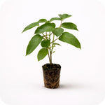 PLANT NOOK Prolific Hardy Kiwi (Actinidia arguta Prolific) Live Plant Starter Plug 2-Pack | Self-Fertile Smooth-Skinned Mini Kiwi, Sweet Grape-Size Fruit | Trellis Vine for Patio Pots, Fences