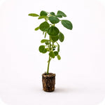 PLANT NOOK Vicks Plant (Plectranthus tomentosa) Live Plant Starter | Fuzzy Velvet Leaves with Fresh Minty-Camphor Scent | Hanging Basket or Pot Plant | Bright Light, Easy Care