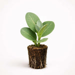 PLANT NOOK Broadleaf Tropical Milkweed (Asclepias curassavica) Live Plant Starter Plug 2-Pack | Monarch Host Plant + Pollinator Nectar Flowers | Full Sun | Easy Care