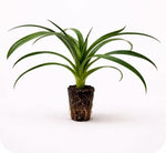 PLANT NOOK White Jade Pineapple (Ananas comosus) Live Plant Starter | Ultra Sweet White Flesh, Low Acid, Edible Core | Spineless Leaves, Container Friendly | Full Sun Tropical Fruit Plant