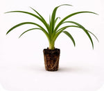 PLANT NOOK Florida Special Pineapple (Ananas comosus) Live Plant Starter | Golden Flesh, Great Flavor | Spineless Leaves, Container Friendly | Full Sun Tropical Fruit Plant