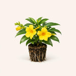 PLANT NOOK Allamanda Brown Bud Live Starter Plug | Golden Trumpet Flowering Vine | Yellow Blooms from Brown Buds | Trellis Patio Container Plant | Full Sun Tropical