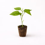 PLANT NOOK Nong Noch Vine (Petraeovitex bambusetorum) Live Plant Starter | Cascading Yellow Bracts with Creamy White Flowers | Tropical Climbing Vine for Trellis or Hanging Basket
