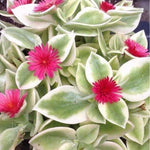 PLANT NOOK Variegated Aptenia Live Plant Starter Plug 2-Pack | Cream and Green Trailing Succulent with Pink Red Flowers | Hanging Basket Spiller Groundcover | Full Sun | Drought Tolerant