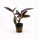 PLANT NOOK Setcreasea Purple Heart (Tradescantia pallida) Live Plant Starter | Deep Purple Trailing Foliage for Hanging Baskets & Groundcover | Full Sun to Partial Shade | Easy Care Warm-Climate Plant