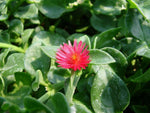 PLANT NOOK Aptenia Red Apple Live Plant Starter Plug 2-Pack | Red Flowering Succulent Groundcover | Trailing Spiller for Hanging Baskets and Pots | Full Sun | Drought Tolerant