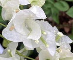 PLANT NOOK Bougainvillea Key West White Live Plant Starter Plug 2-Pack | Crisp White Bracts Tropical Flowering Vine for Trellis Patio Pots & Hanging Baskets | Full Sun | Easy Care