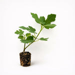 PLANT NOOK Celeste Fig (Ficus carica Celeste) Live Plant Starter Plug 2-Pack | Sweet Sugar Fig Fruit, Early Ripening | Self-Fertile Fig Tree for Patio Pots & Garden Beds