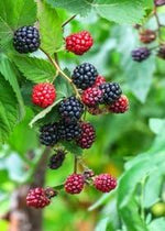 PLANT NOOK Apache Thornless BlackBerry Live Plant Starter Plug 2-Pack | Large Fruit High Yield Erect Berry Bush | Home Orchard Fruit Plant | Full Sun