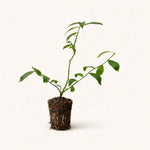 PLANT NOOK Pink Lemonade Blueberry Live Plant Starter Plug 2-Pack | Unique Pink Berries, Sweet Flavor, Compact Bush for Patio Pots & Garden Beds