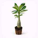 PLANT NOOK Pink Desert Rose (Adenium obesum) Live Plant Starter | Pink Blooms, Thick Caudex Succulent | Full Sun, Drought Tolerant | Fast-Draining Soil, Patio or Bright Window