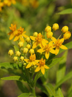 PLANT NOOK Yellow Tropical Milkweed (Asclepias curassavica) Live Plant Starter Plug 2-Pack | Bright Yellow Blooms Monarch Host Plant | Pollinator Nectar Flowers | Full Sun