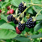 PLANT NOOK Chester Thornless BlackBerry Live Plant Starter Plug 2-Pack | Semi Erect High Yield Berry Bush with Firm Sweet Fruit | Great for Fresh Eating & Baking | Full Sun