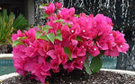 PLANT NOOK Dwarf Bougainvillea Helen Johnson Live Plant Starter Plug 2-Pack | Bright Pink Bracts Compact Flowering Shrub Vine for Patio Pots Borders and Small Gardens | Full Sun