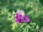 PLANT NOOK Bougainvillea New River Live Plant Starter Plug 2-Pack | Rich Purple Magenta Bracts Fast Growing Flowering Vine for Trellis Patio Pots and Landscape Color | Full Sun