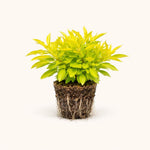 PLANT NOOK Alternanthera Chartreuse Live Plant Starter Plug 2-Pack | Bright Lime Foliage Groundcover for Borders Pots and Landscapes | Full Sun to Partial Shade | Heat Tolerant