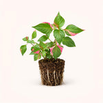 PLANT NOOK Alternanthera Party Time PP14789 Live Plant Starter Plug 2-Pack | Pink Variegated Foliage Plant for Pots Borders and Patio Displays | Full Sun to Partial Shade