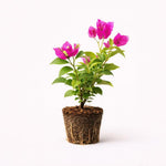 PLANT NOOK Bougainvillea Pixie Pink Live Plant Starter Plug 2-Pack | Bright Pink Bracts with Compact Dwarf Growth for Patio Pots & Hanging Baskets | Full Sun Bloomer, Heat Tolerant, USDA Zone 1011
