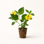 PLANT NOOK Chapel Hill Gold Lantana (Lantana Camara) Live Plant Starter | PP#21539 | Solid Golden Yellow Blooms | Low Spreading Groundcover for Pots, Baskets & Borders | Full Sun, Heat Tolerant