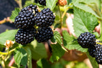 PLANT NOOK Ponca Thornless BlackBerry Live Plant Starter Plug 2-Pack | Erect High Yield Berry Bush with Exceptional Sweetness | Home Orchard Fruit Plant | Full Sun