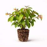 PLANT NOOK Firefly Firebush (Hamelia Patens Firefly) Live Plant Starter Plug 2-Pack | Compact Hummingbird Shrub | Red Orange Tubular Flowers | Full Sun
