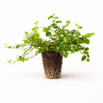 PLANT NOOK Ficus pumila Fig Vine Live Plant Starter Plug 2-Pack | Creeping Fig Wall Cover Vine | Fast Climbing Groundcover | Indoor or Outdoor Foliage Plant