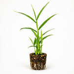 PLANT NOOK Ginger Root Plant Live Starter 2-Pack | Zingiber officinale Edible Rhizome Herb | Grow Fresh Ginger at Home | Container Friendly Warm Weather Plant
