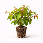 PLANT NOOK Mexican Firebush (Hamelia Patens) Live Plant Starter Plug 2-Pack | Orange Red Tubular Blooms | Hummingbird and Butterfly Magnet | Full Sun Shrub