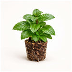 PLANT NOOK Berries and Cream Mint Live Plant Starter Plug 2-Pack | Fruity Mint Flavor | Great for Teas Desserts and Summer Drinks | Full Sun to Part Shade Herb