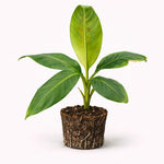 PLANT NOOK Micro Leaf (Dwarf Guava) Live Plant Starter Plug 2-Pack | Small Leaf Mini Guava Fruit Plant | Compact Edible Shrub for Pots | Full Sun